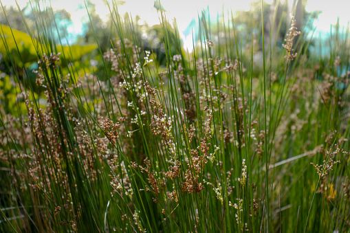 Common rush, soft rush or Juncus Effusus hill plant growing outdoors.