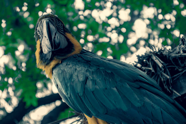 istock Macaw parrot - Blue and yellow outdoors. 1202793867