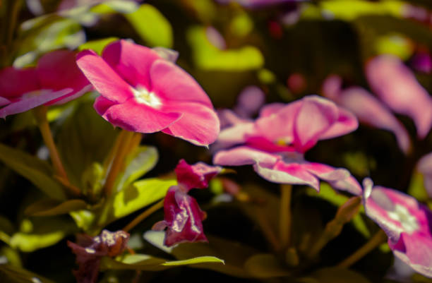 photograph of an impatiens flower plant in bloom. also known as busy Lizzy.