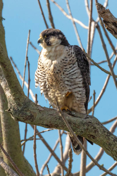 istock Peregrine Falcon 1202793923