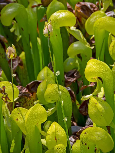 California pitcher plants, Darlingtonia californica, with seed pods.  Darlingtonia State Natural Site, Florence, Oregon, USA.