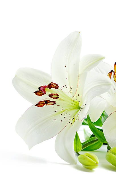 istock Beautiful lily flowers, isolated on white 120279510