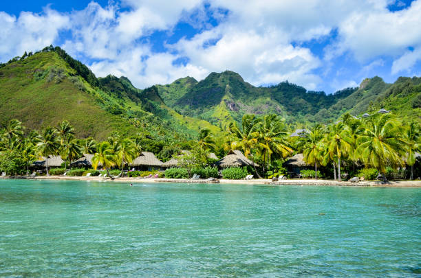 istock green luxuriant vegetation on the island 1202795662