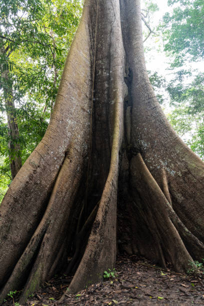 istock View to big Samauma Tree in the Amazon Rainforest, Amazonas 1202796003