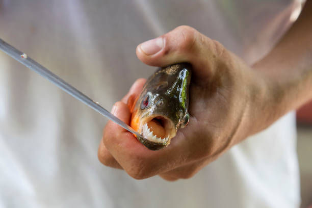istock Man hand holding Piranha Fish and showing teeth 1202796017