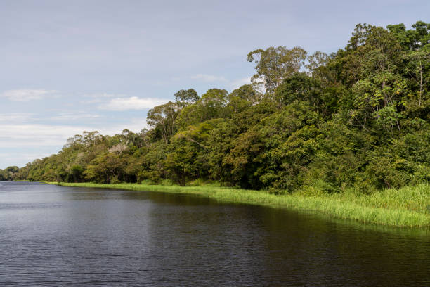 istock Typical Amazon rainforest and river landscape near Negro River 1202796032