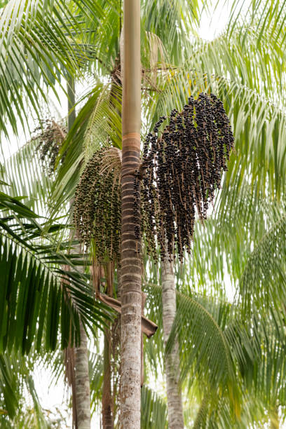 아마존 열대 우림의 작은 마을에 코코넛과 아사이 야자수 - cabbage palm 뉴스 사진 이미지