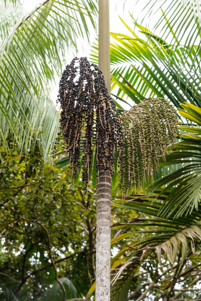 acai palm tree mit kokosnüssen auf kleinem dorf im amazonas-regenwald - cabbage palm stock-fotos und bilder