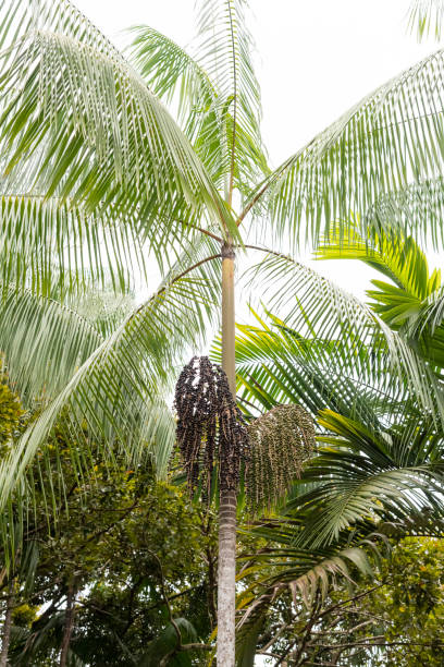istock Acai Palm Tree with coconuts on small village in the Amazon Rainforest 1202796057