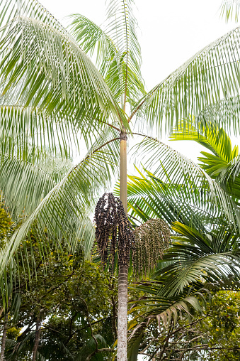 Acai Palm Tree with coconuts on small village in the Amazon Rainforest in Manaus, AM, Brazil
