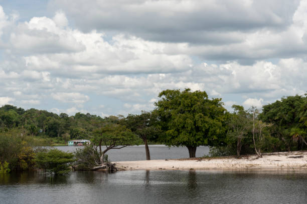 istock Typical Amazon rainforest and river landscape near Negro River 1202796143