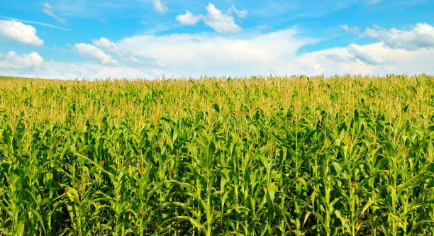 istock Green corn field and blue sky. Agricultural landscape. 1202796218