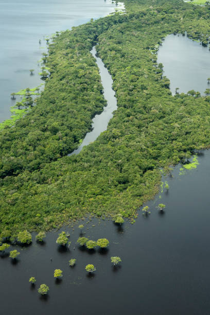 Beautiful aerial view to Negro River green Amazon island archipelago Beautiful aerial view to Negro River green Amazon island archipelago in Manaus, AM, Brazil amazon forest stock pictures, royalty-free photos & images