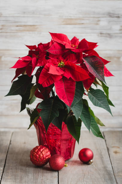 plante et décorations rouges de poinsettia de noel sur une table en bois. - poinsettia photos et images de collection