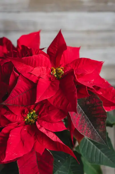 Close up of the red flowers and leaves on Christmas poinsettia plant. in Kingston, ON, Canada