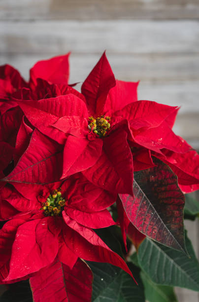 закройте красные цветы и листья на рождественском растении poinsettia. - flower head poinsettia euphorbiaceae leaf стоковые фото и изображения