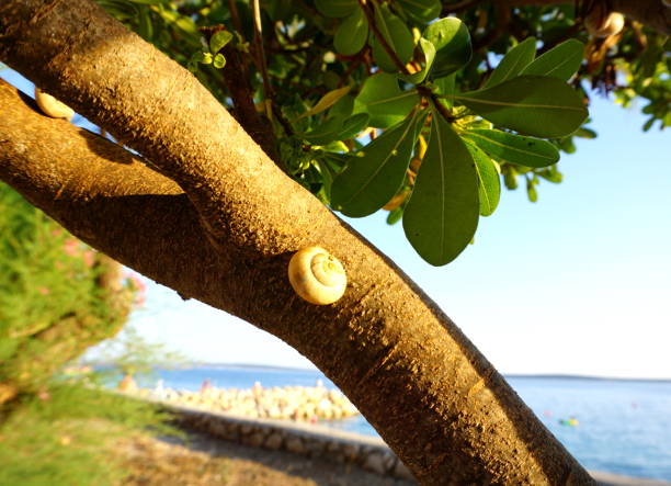 Snail shell of Helix pomatia on a tree branch of Pittosporum tobira in foreground and blurred sea branch in foreground and blurred sea beach in the background. Nature, flora and fauna in the seacoast