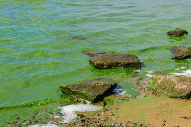 istock Blooming green water. Green algae polluted river 1202796976