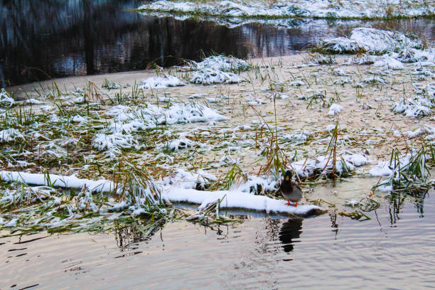 A serene winter morning along the Bow River in Calgary, Alberta, where mist rises from partially frozen waters. The scene captures the quiet resilience of nature in deep winter.