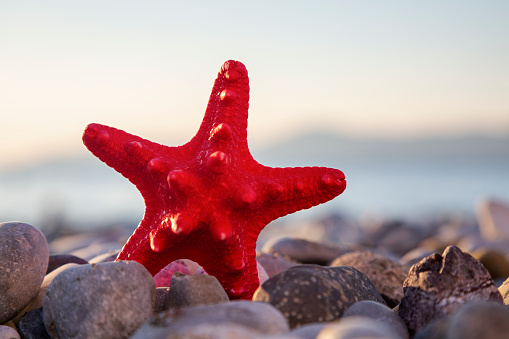 Starfish on beach
