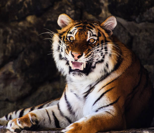 istock Beautiful amur tiger portrait 1202797411