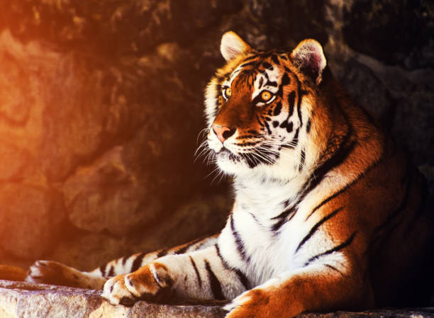 istock Beautiful amur tiger portrait 1202797420