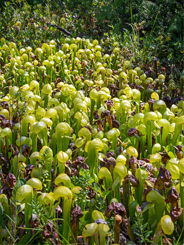 California pitcher plants, Darlingtonia californica, growing in bog.  Darlingtonia State Natural Site, Florence, Oregon, USA.