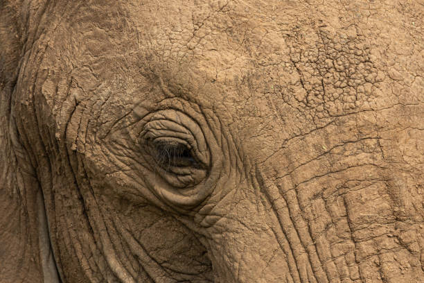 istock closeup of an elephant 1202797537