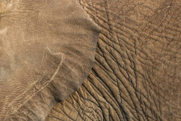 istock closeup of elephant skin 1202797601