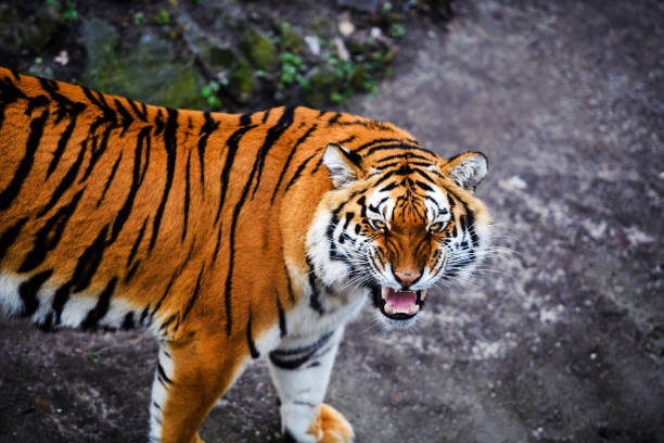 istock Beautiful amur tiger portrait 1202797842