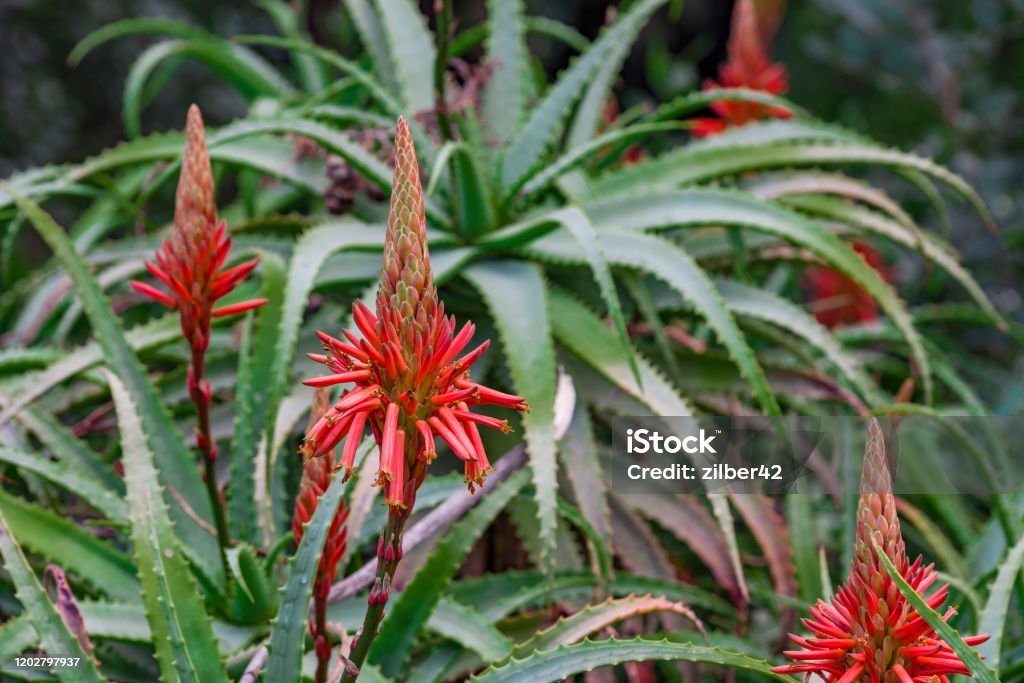 Cogollos En Floración Del Aloe Vera Aloe En Flor Flor De Aloe Foto de stock  y más banco de imágenes de Aire libre - iStock