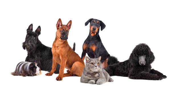 grupa szczeniąt psów - dog domestic cat puppy group of animals zdjęcia i obrazy z banku zdjęć