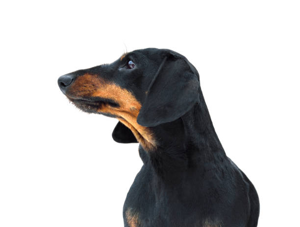 istock Portrait of beautiful dachshund 1202799207