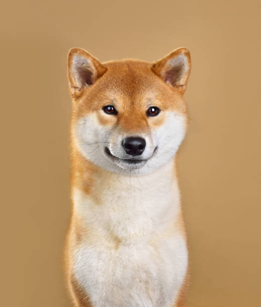 Cute red Shiba Inu Cute portrait of smiling Shiba inu dog looking in camera isolated on yellow background japanese akita stock pictures, royalty-free photos & images