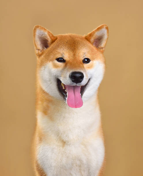 istock Cute red Shiba Inu 1202799386