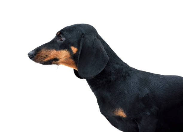 istock Portrait of beautiful dachshund 1202799396