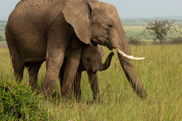 istock mother and baby elephant 1202799494