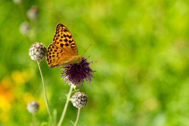 Cranberry Fritillary Butterfly Sitting on Flower.