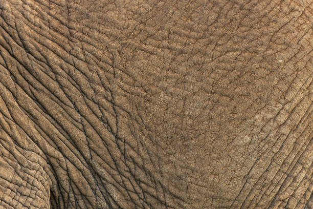 istock closeup of elephant skin 1202800049