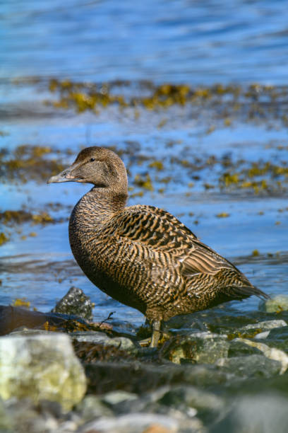 istock Common eider duck - Somateria mollissima - Cuddy's duck - St. Cuthbert's duck. Edredon - the biggest sea duck. 1202800766