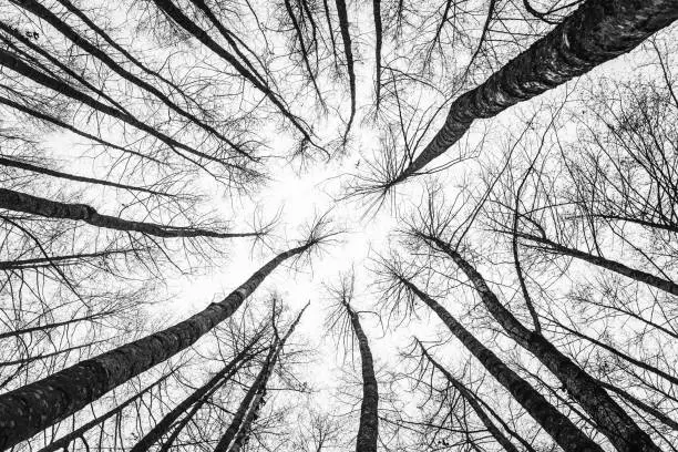 Photo of Tree tops looking up. Forest abstract scenery. Leafless trees