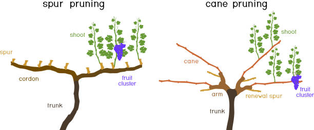 Grape pruning scheme: cane and spur pruned. General view of grape vine plant with root system isolated on white background Grape pruning scheme: cane and spur pruned. General view of grape vine plant with root system isolated on white background grape pruning stock illustrations