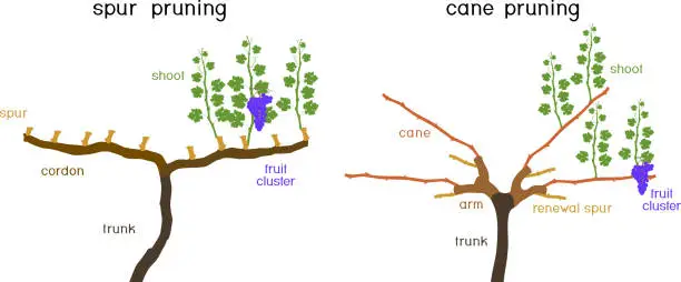Vector illustration of Grape pruning scheme: cane and spur pruned. General view of grape vine plant with root system isolated on white background