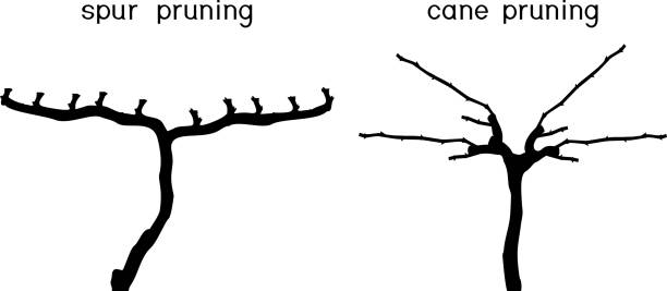 Grape pruning scheme: spur and cane pruned Grape pruning scheme: spur and cane pruned grape pruning stock illustrations