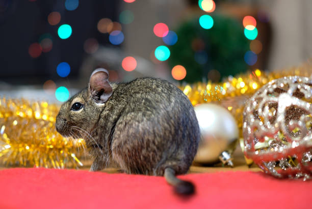 istock Chilean squirrel degu on festive bokeh background 1202803009