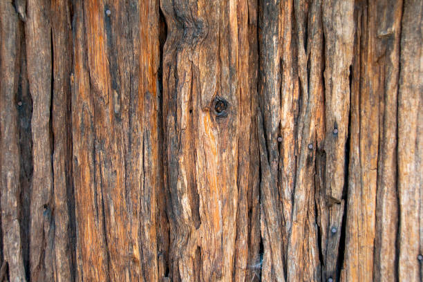 Port Orford cedar siding background Rustic view of old Port Orford Cedar or Lawson cypress, Chamaecyparis lawsoniana, siding on a building with nail heads showing. port orford cedar stock pictures, royalty-free photos & images