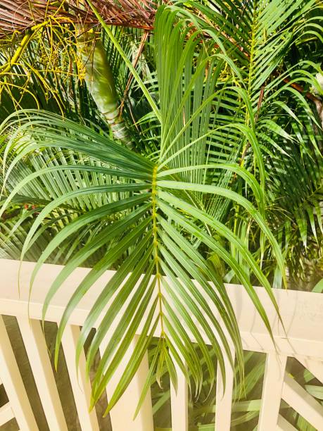 istock Close Up of a Bamboo Palm Leaf 1202805559