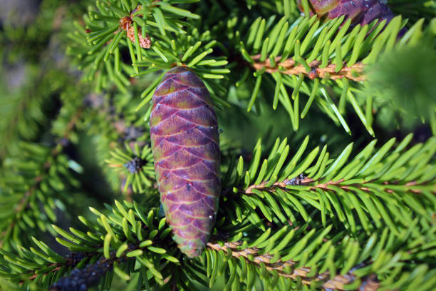 Christmas background with beautiful green pine tree brunch close up.