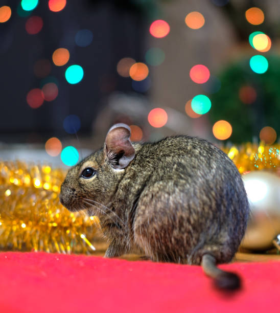 istock Chilean squirrel degu on festive background 1202807272