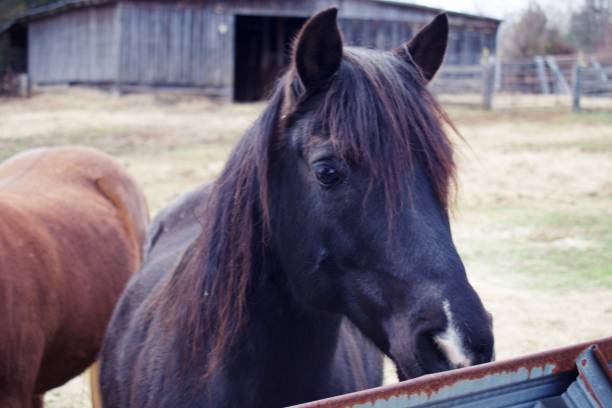 istock Close up on black horse with dark brown mane 1202809057